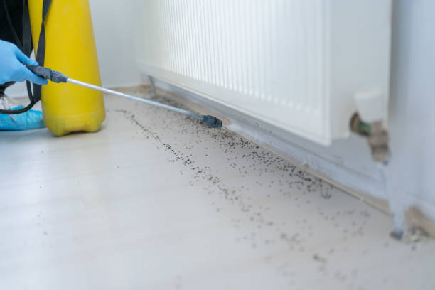Best Bed Bug Extermination  in Glespie, IL